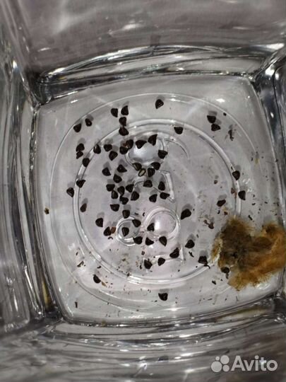 Гимнокалициум