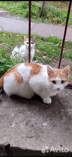 Котята подростки ищут заботливые ручки