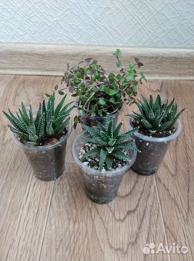 Хавортия,коллизия