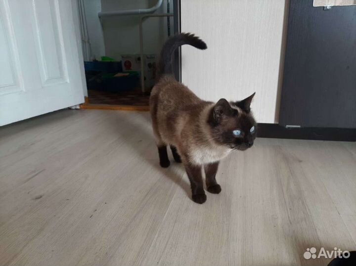 Сиамская кошка