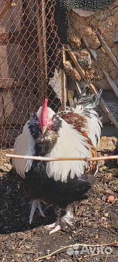 Петух фавероль