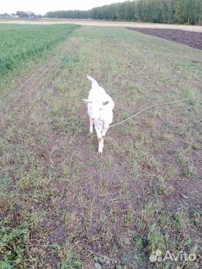 Козы козочки