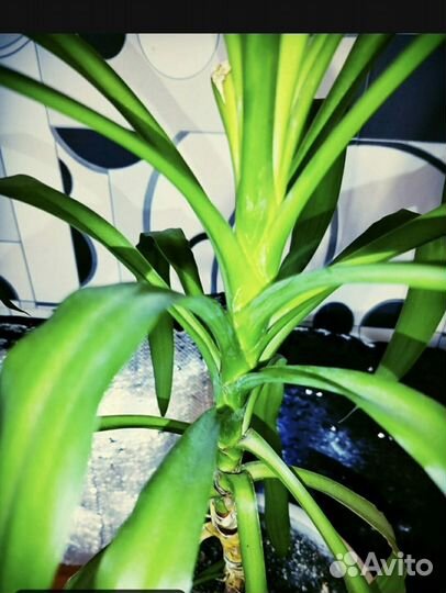 Пальма Маниока Юкка (Юка )