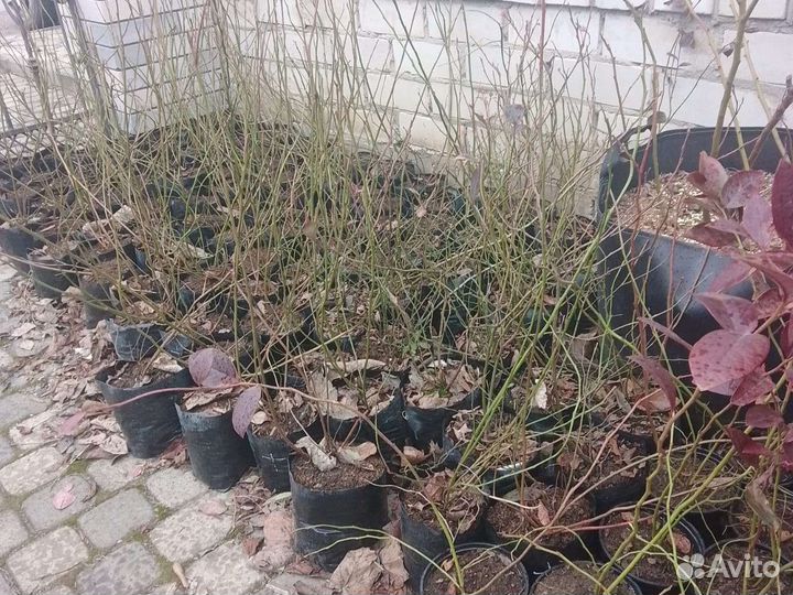 Голубика саженцы