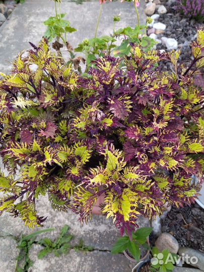 Черенки колеуса