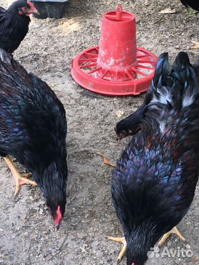 Петушки порода Барневельдер