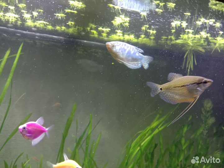 Гурами мраморный и жемчужный