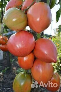 Семена коллекционных томатов минусинские