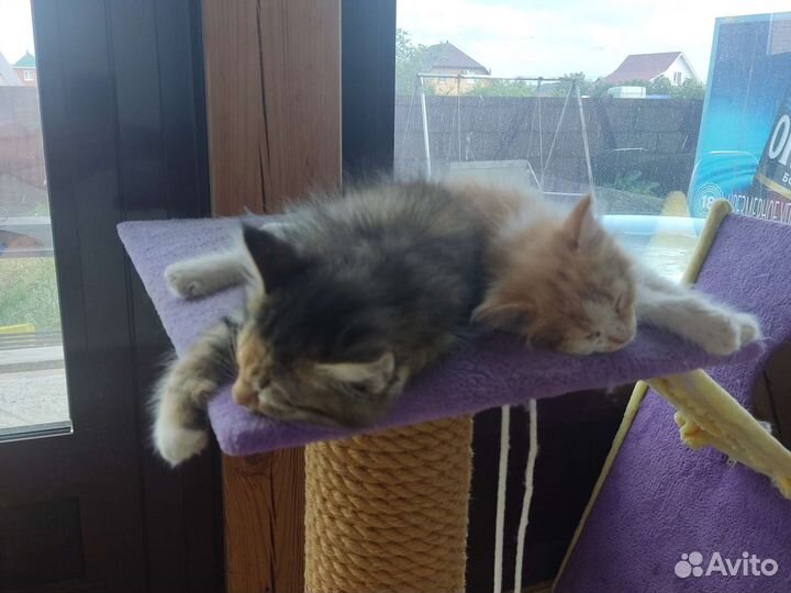 Котята в добрые руки бесплатно