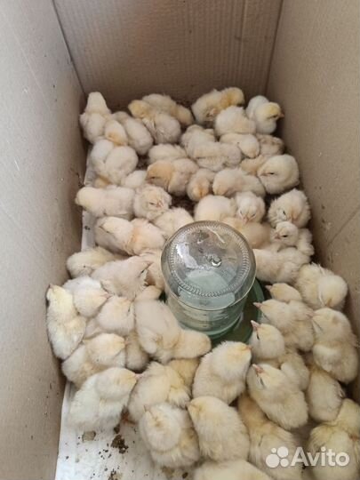 Цыплята несушки Ломан Браун