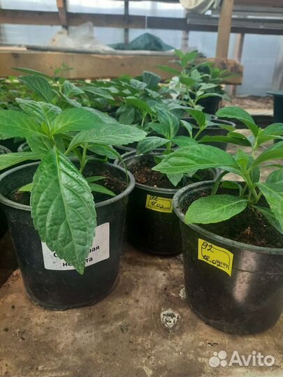 Гортензия саженцы