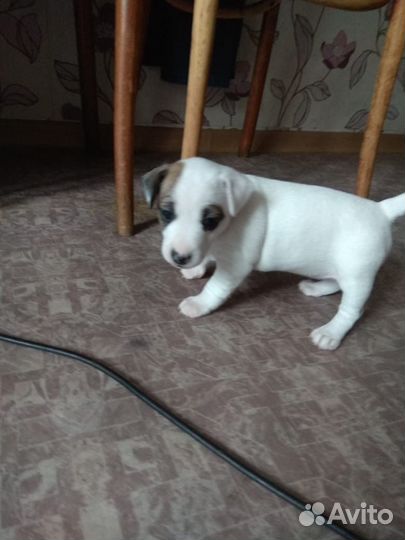 Джек расл терьер щенки