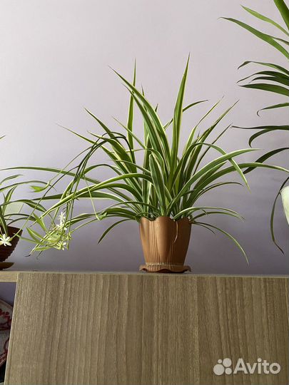 Комнатный цветок. Хлорофитум