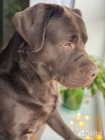 Вязка, шоколадный лабрадор