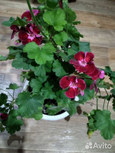 Герань пеларгония
