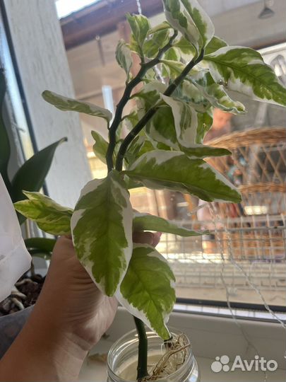 Отростки комнатных цветов