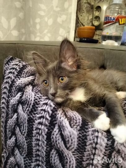 Ласковый пушистик