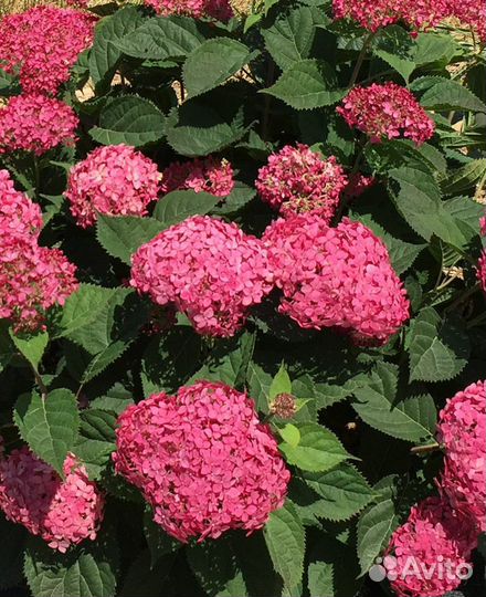 Гортензия метельчатая, гибридная,древовидная
