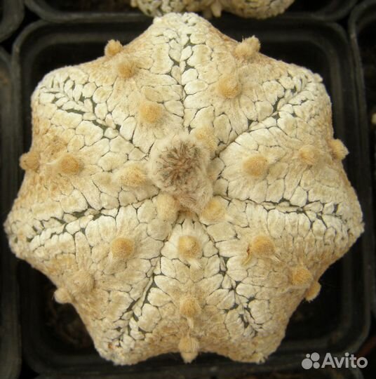 Семена кактуса Astrophytum cv. 'Miracle' 10шт