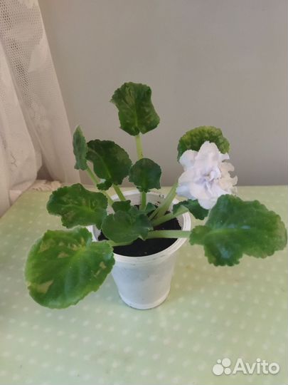 Цветущая фиалка