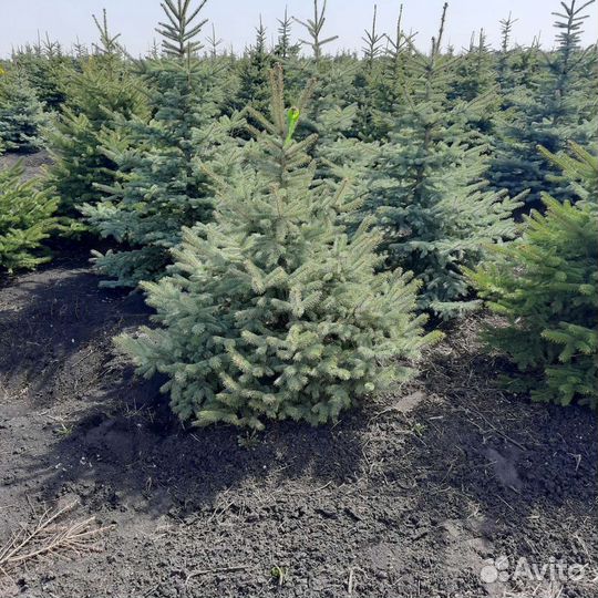 Ель голубая,зелёная