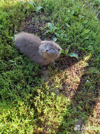 Шотландские котята