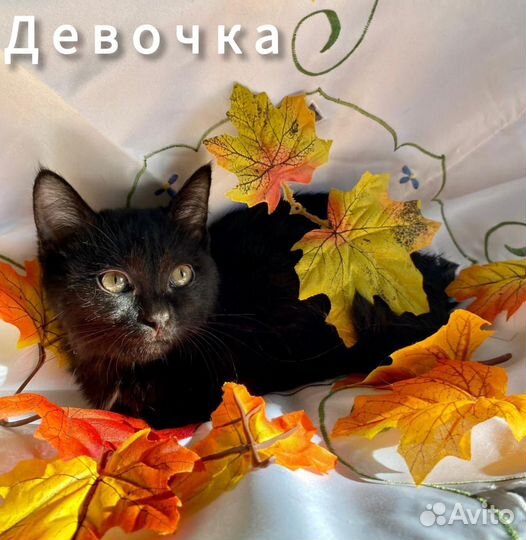 Отдам котят чернышей