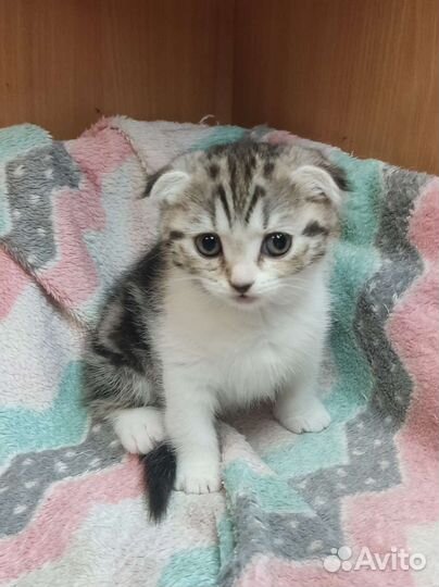 Шотландские котята