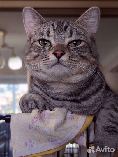 Котики Симба и Босс ждут семью