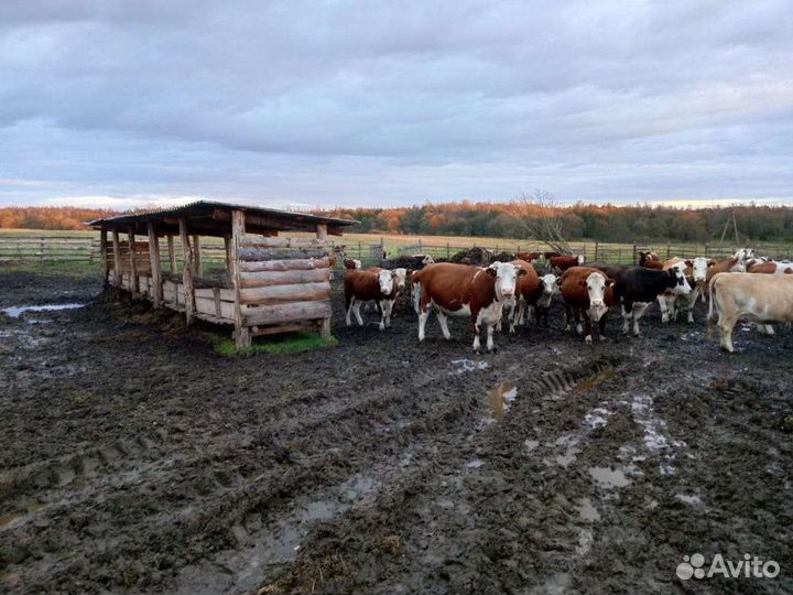 Бычки гелифорды