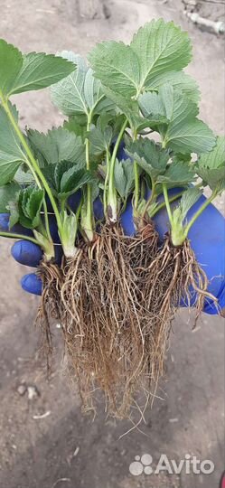 Рассада клубники клери