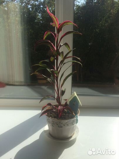 Комнатные цветы