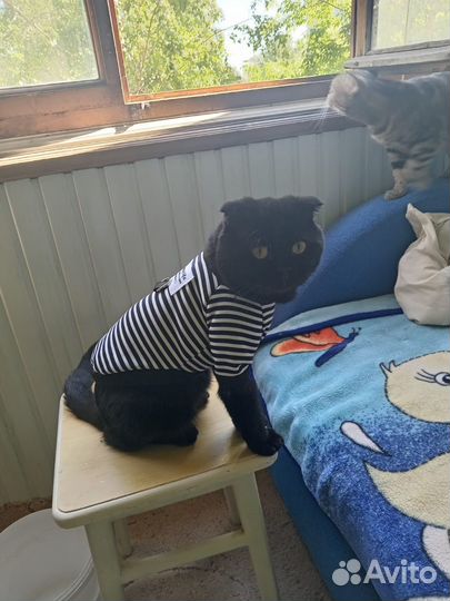 Отдам в добрые руки шотландец