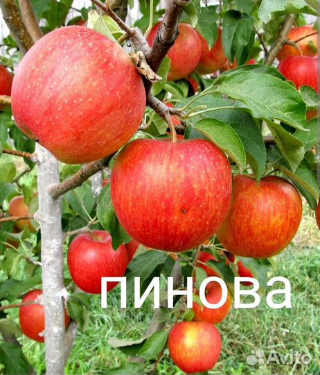 Саженцы яблони