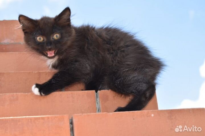 Шикарные котята Курильских бобтейлов