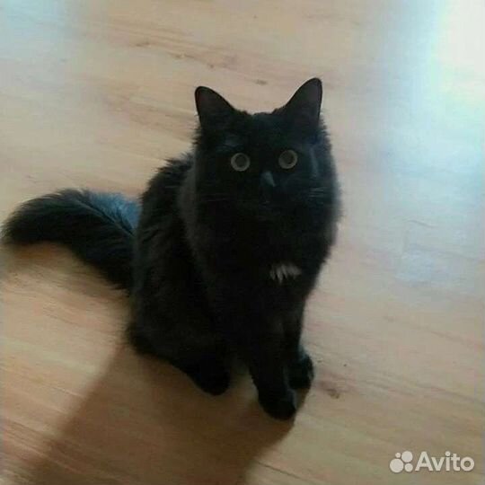 Кошка в дар