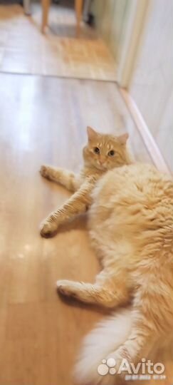 Котик отказник на усыпление