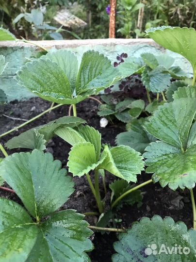 Рассада клубники разных сортов