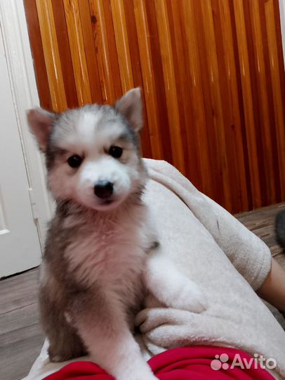 Щенки сибирской хаски