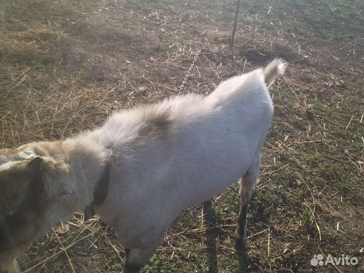 Козел ламанча, коза дойная
