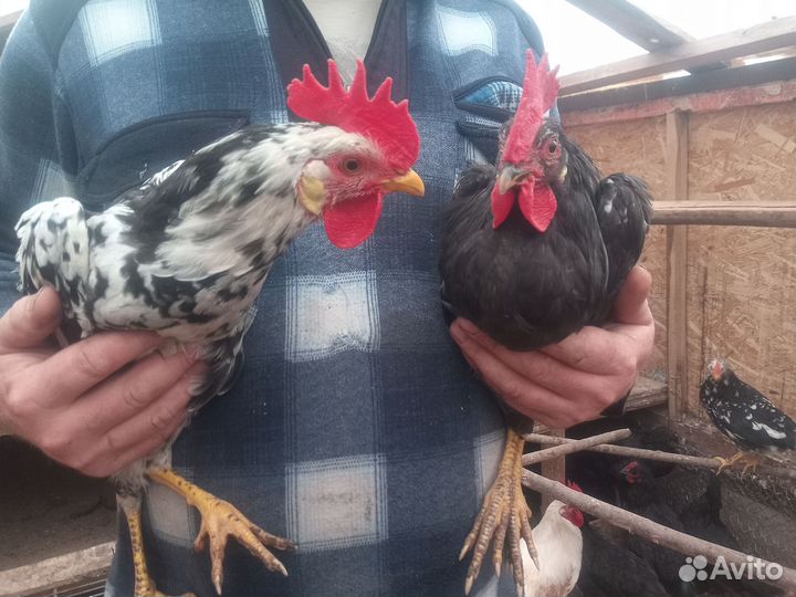 Молодые петухи