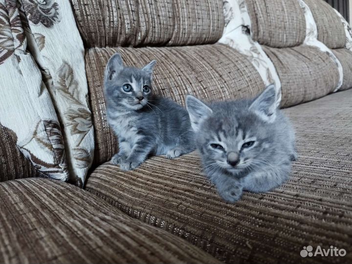 Котята в добрые руки 2 мальчика 1 девочка