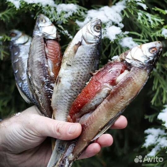 Вобла, чехонь, синец, вяленая рыба