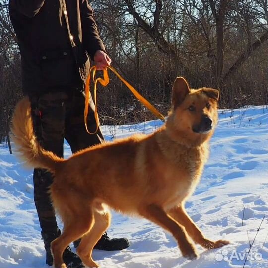 Разные собачки в дар