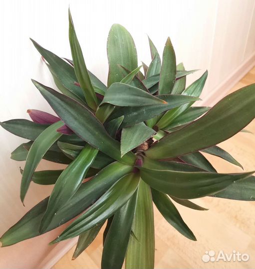 Молодое растение Традесканция Рэо (Рео)