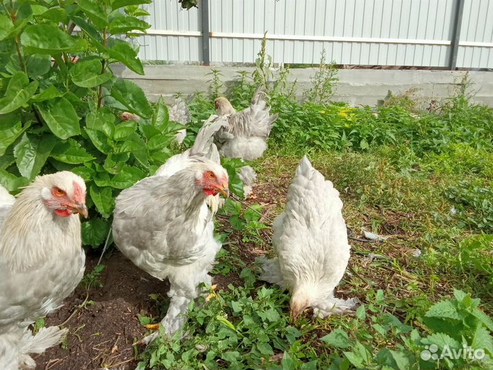 Продам молодняк кур Изабелла и брама темная.петухи