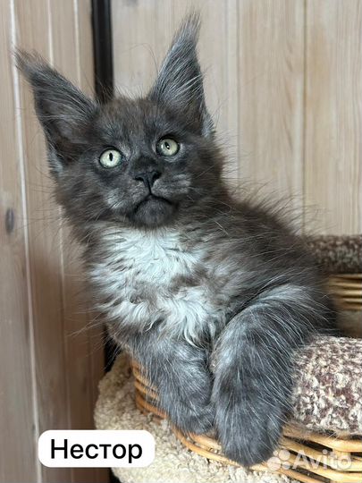 Котята мейн-кун