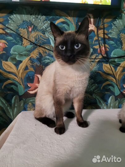 Сиамские котята