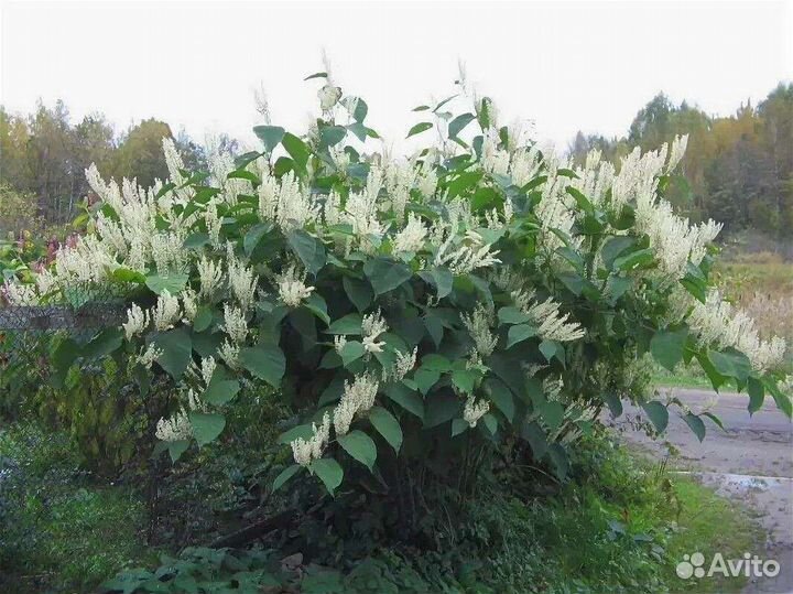 Сахалинская гречиха (Курильский горец)