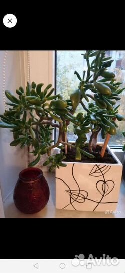 Стапелия и другие цветы